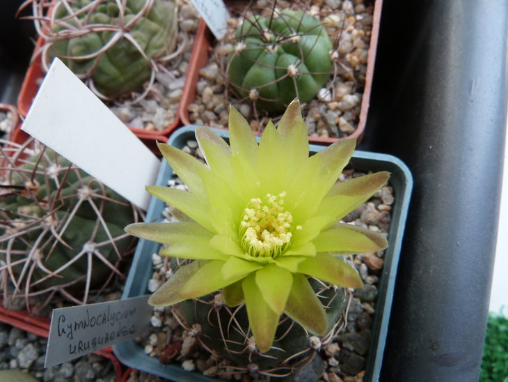 Gymnocalycium uruguayense