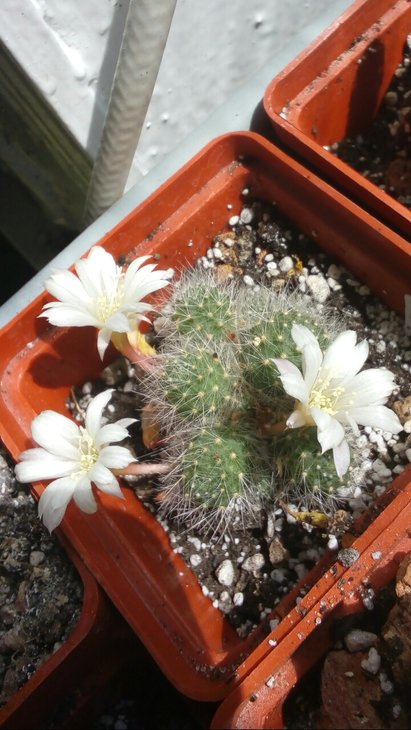 Rebutia Albiflora