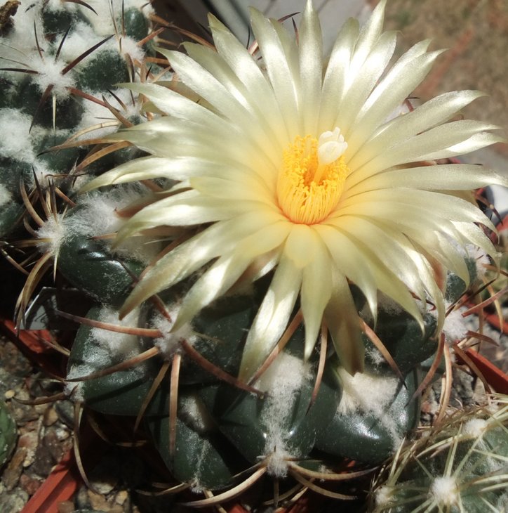 Coryphantha bumamma. В этом году что-то рана начали, обычно с средины лета до осени.