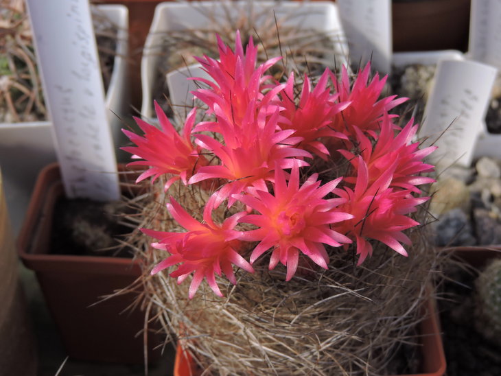 Neoporteria villosa