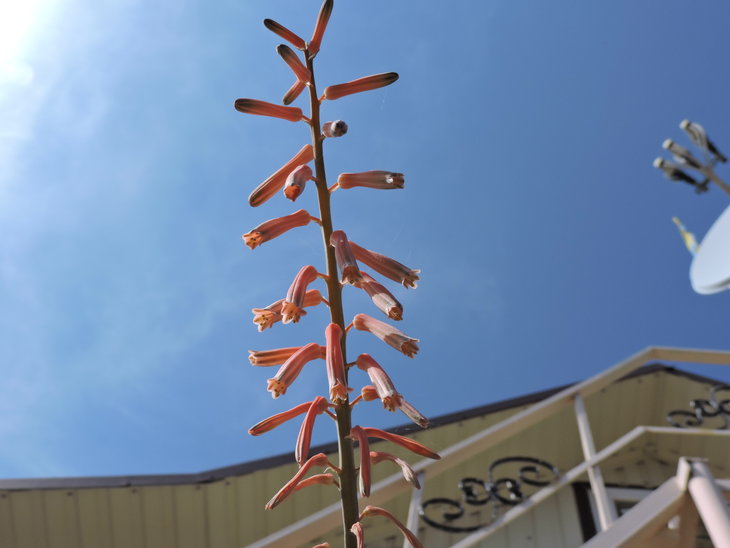 Aloe variegata