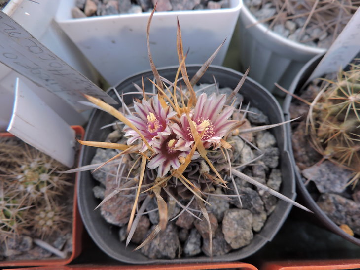 Echinofossulocactus phyllacanthus