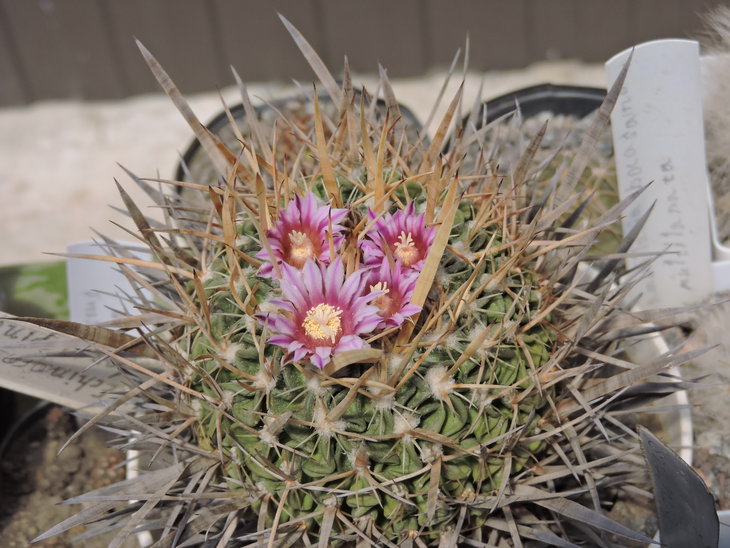 Echinofossulocactus longispinus