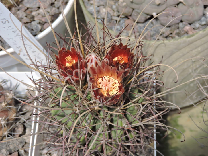 Glandulicactus uncinatus var wrightii SB 404
