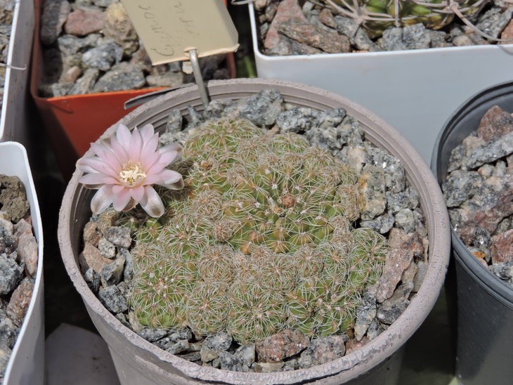 Gymnocalycium bruchii