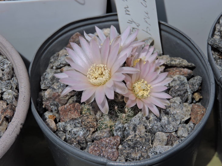 Gymnocalycium bruchii