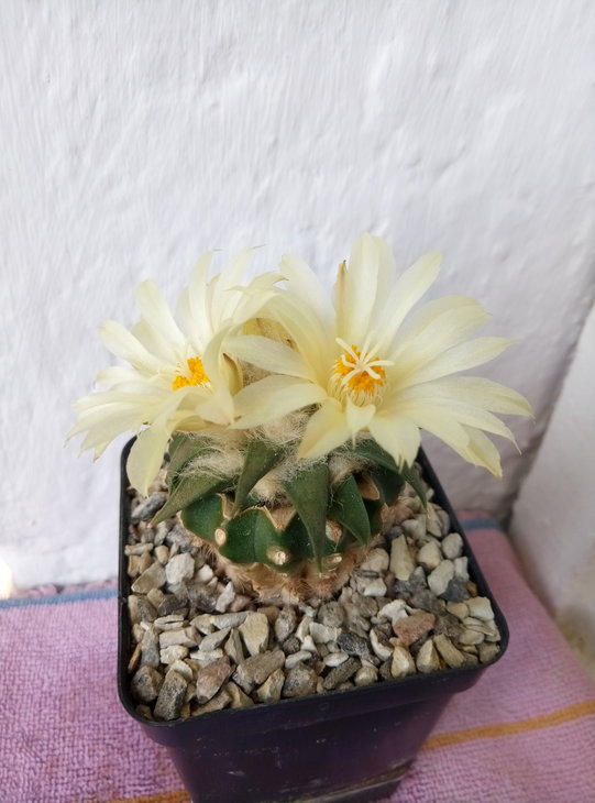 Ariocarpus trigonus horacekii