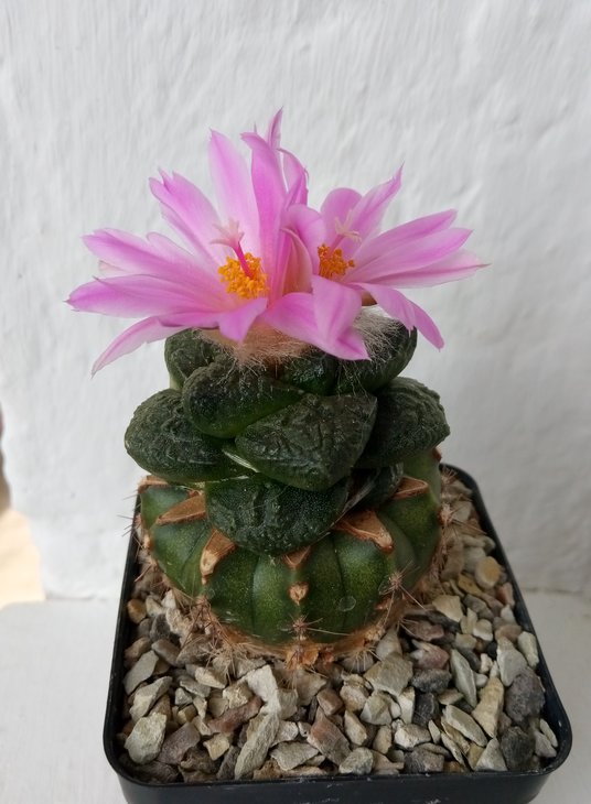 Ariocarpus fissuratus