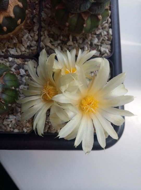 Ariocarpus trigonus horacekii
