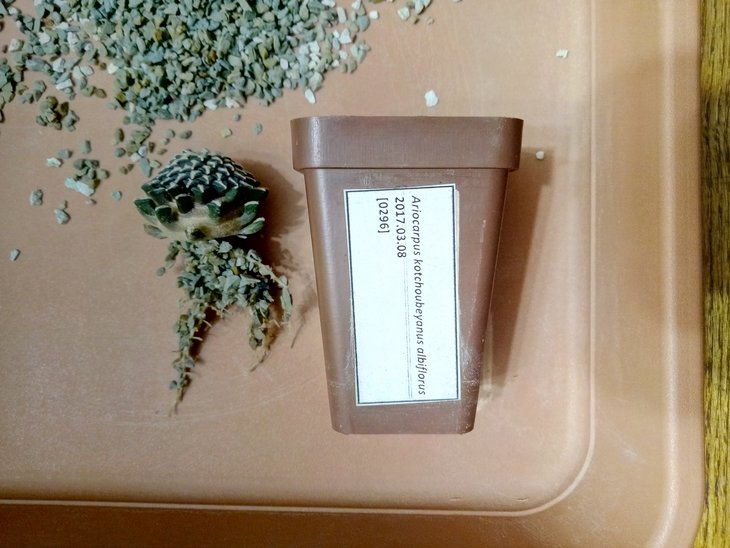 Ariocarpus kotchoubeyanus albiflorus