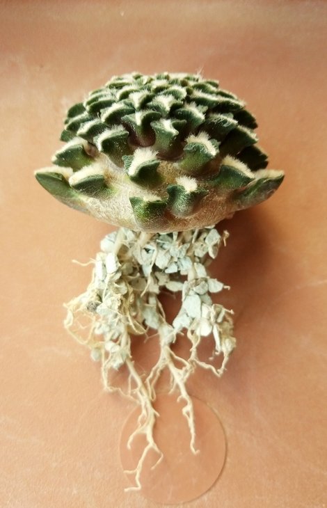 Ariocarpus kotchoubeyanus albiflorus