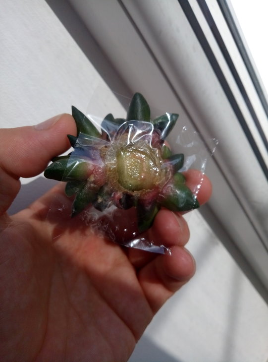 Ariocarpus retusus