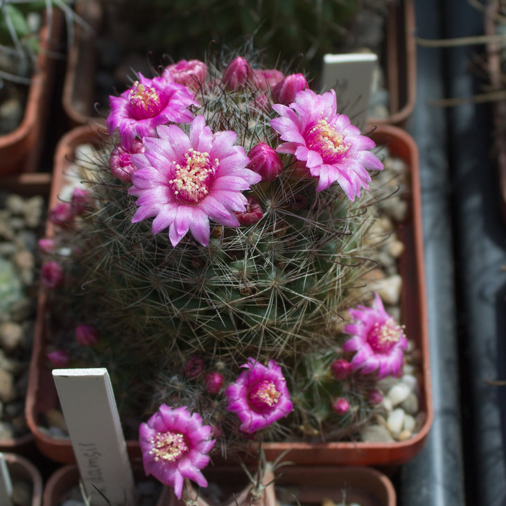 M. sp