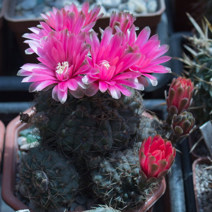 G.baldianum