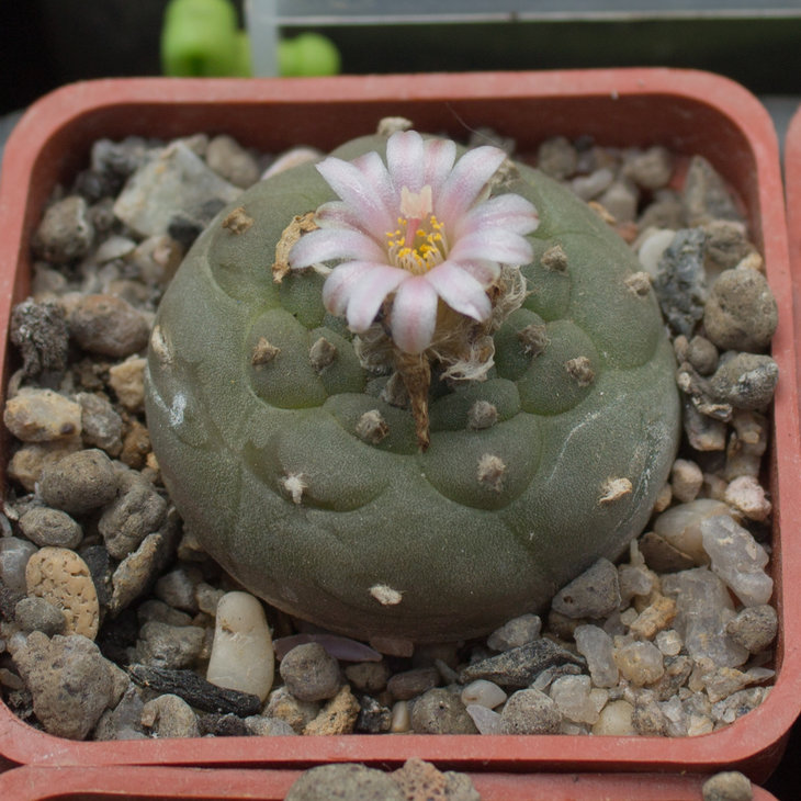 L.williamsi; P 3402_1 (grymii)