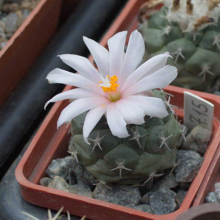 T.lophophoroides; MZ 456