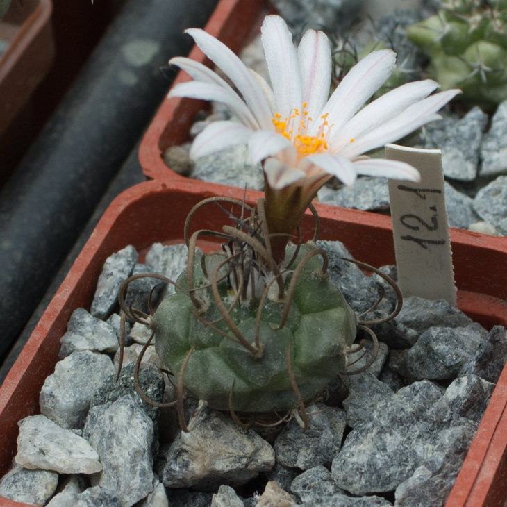 T.macrochele kupcakii;  MK93.294
