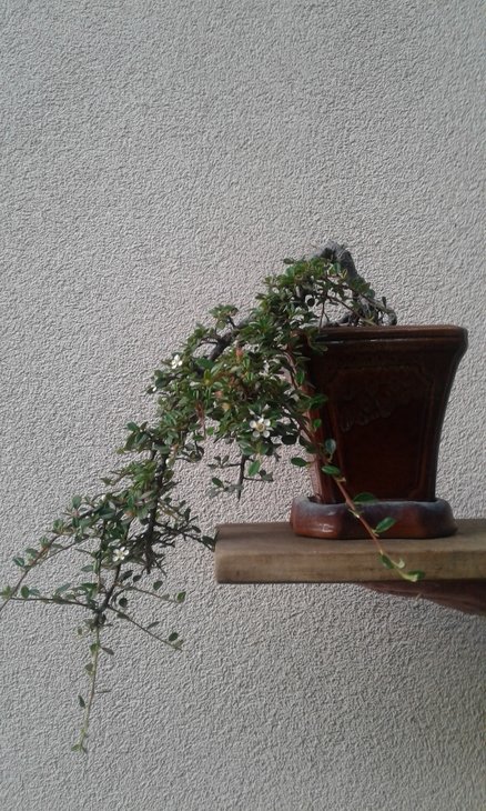 Cotoneaster caschmiriensis