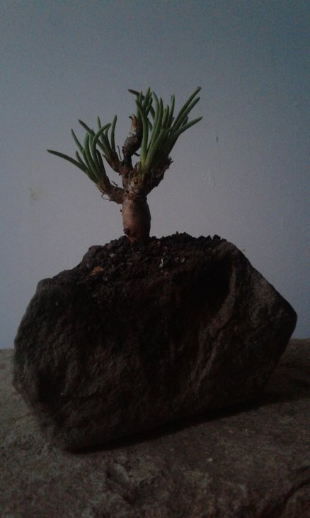 Talinum teretifolium
