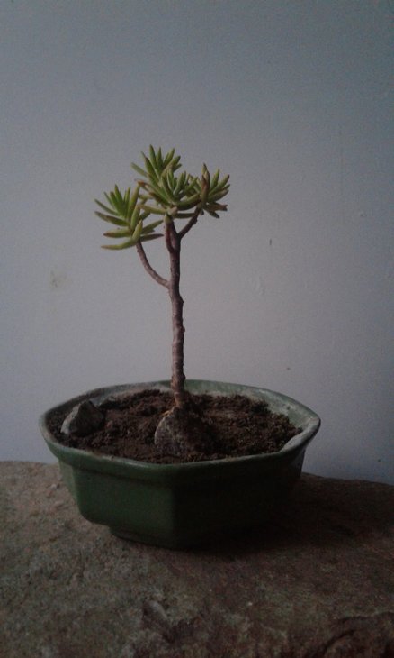 Sedum griseum