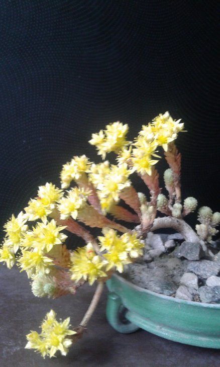 Sedum multiceps