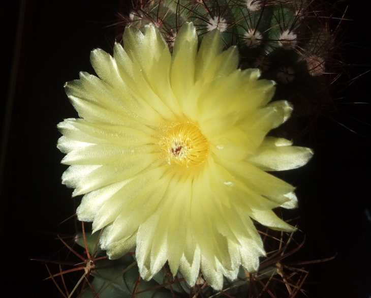 Notocactus ottonis 2