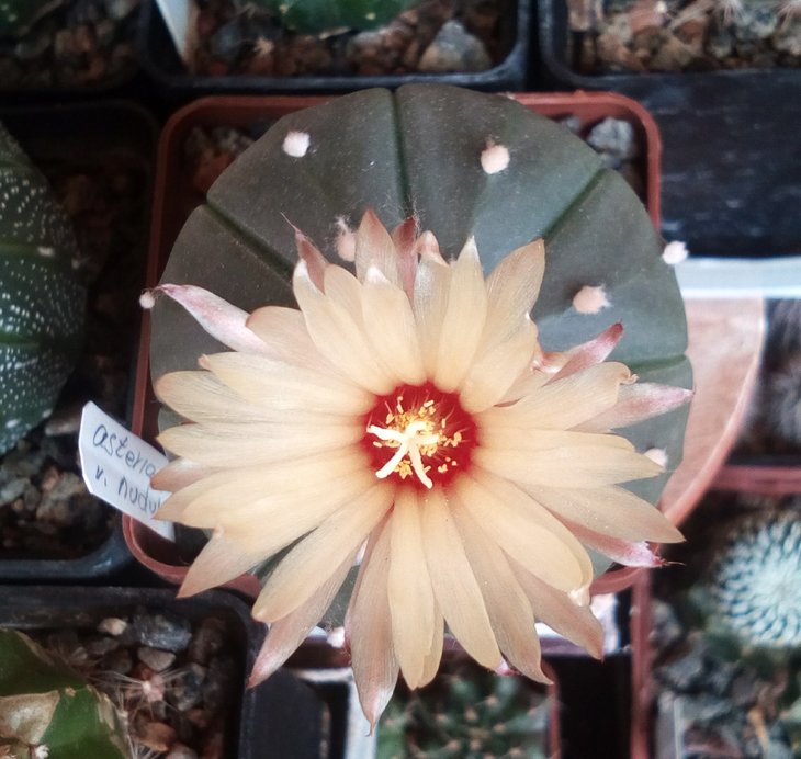 A. asterias nudum