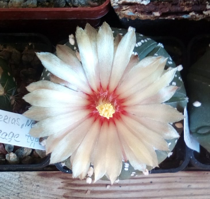 Astrophytum asterias &quot;Nohakuten&quot;