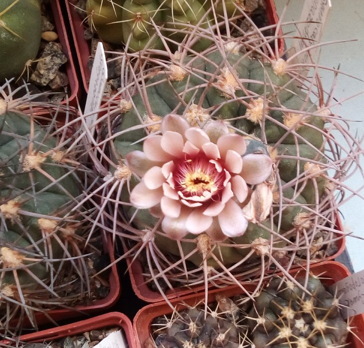 G. spegazzinii