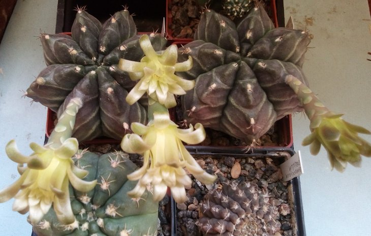 G. mihanovichii