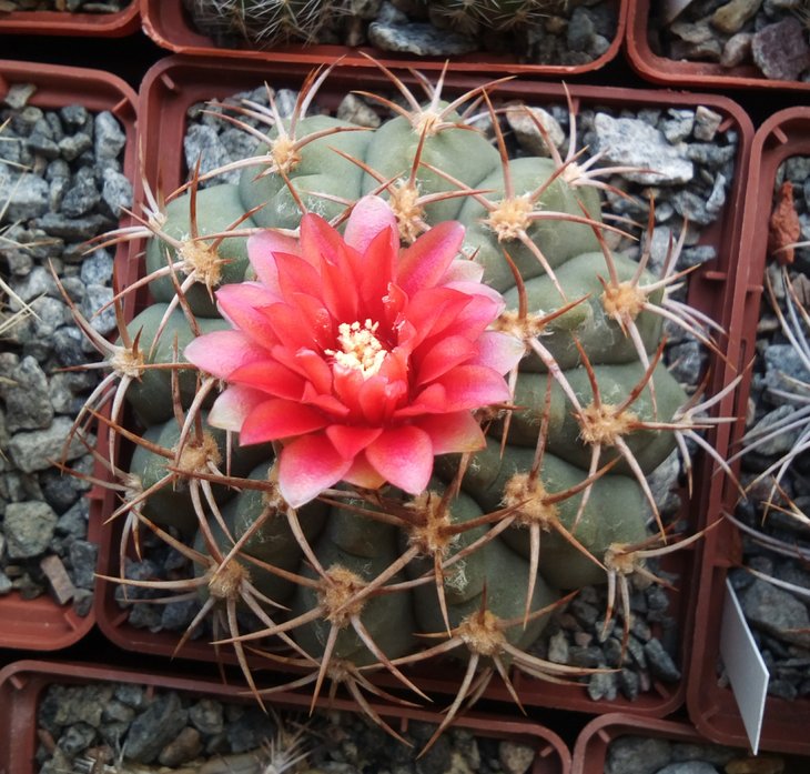 G. carminanthum