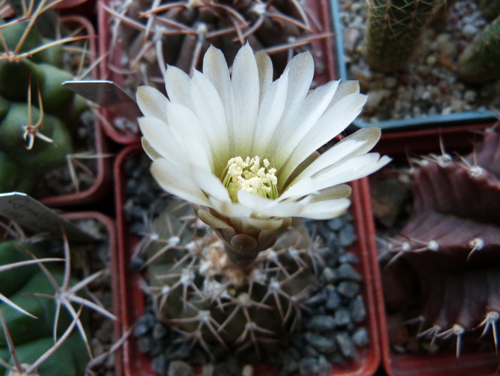 P1050310.JPG