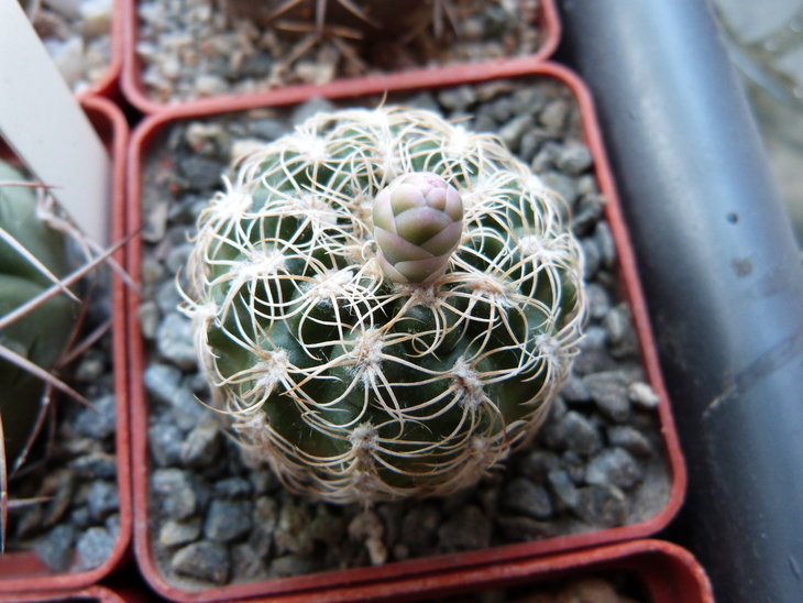 Gymnocalycium calochlorum