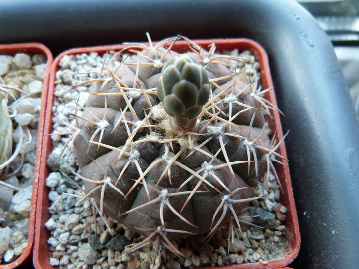 Gymnocalycium triacanthum