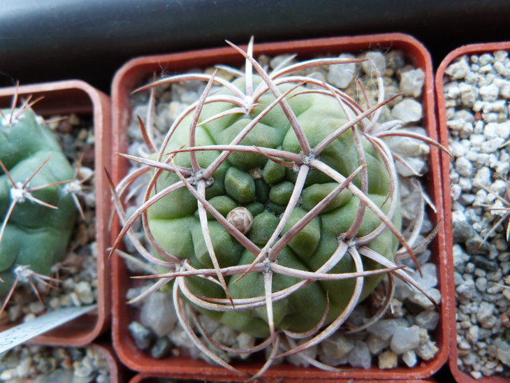 Gymnocalycium tillianum