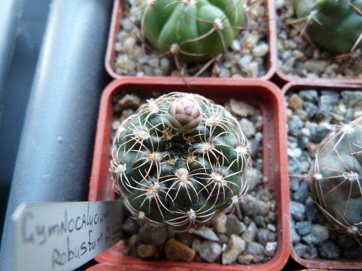 Gymnocalycium robustum