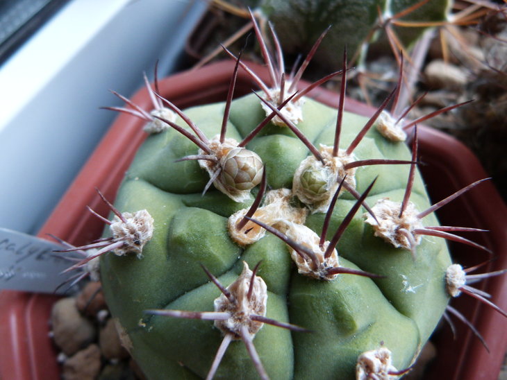 Gymnocalycium pflanzii