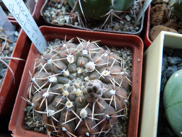 Gymnocalycium obductum
