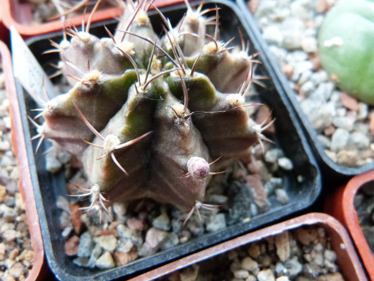 Gymnocalycium mihanovichii