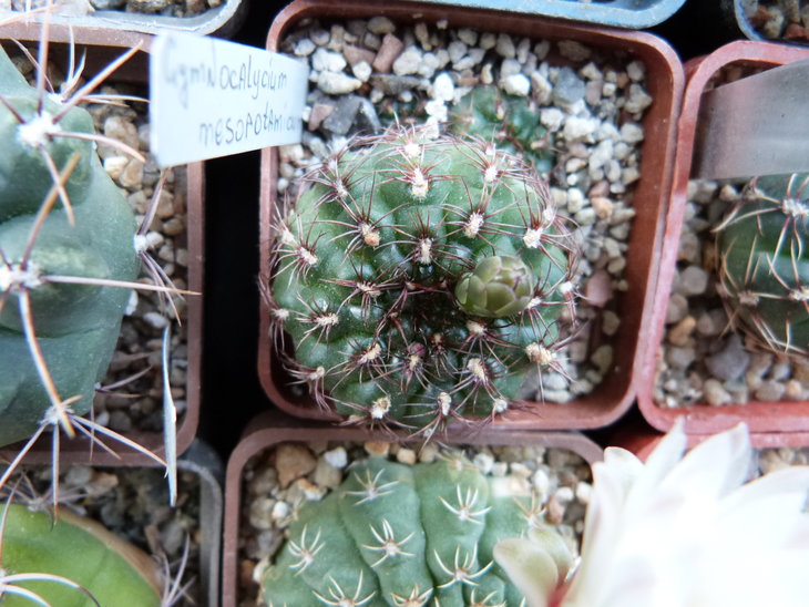 Gymnocalycium mesopotamicum