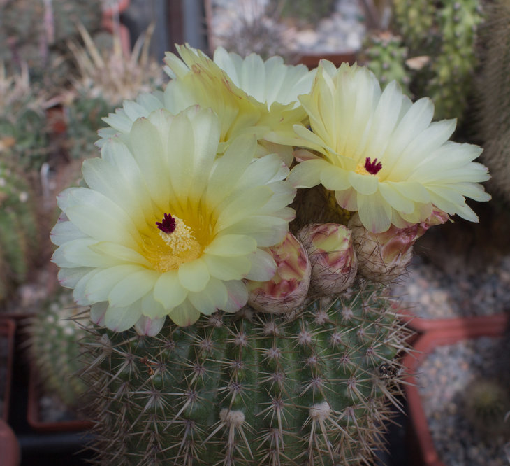 N.mammulosus