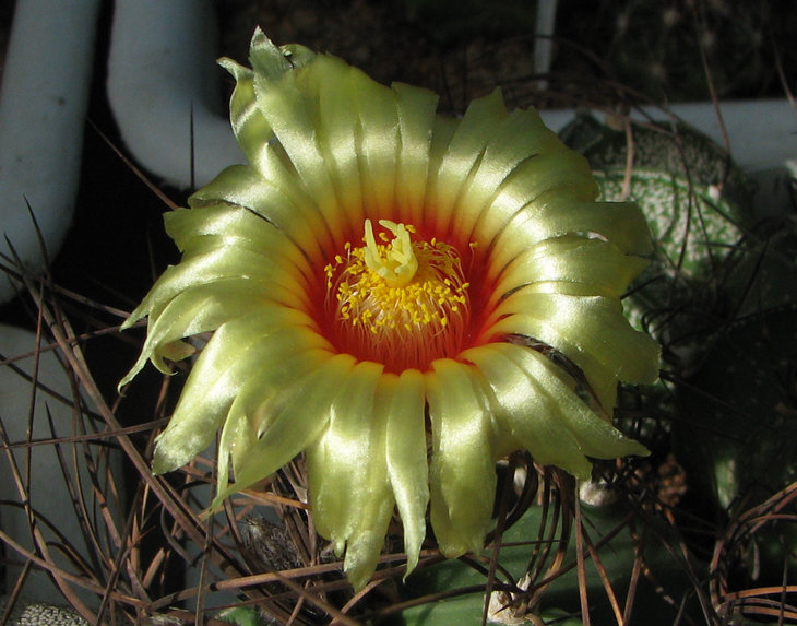 Astrophytum capricorne