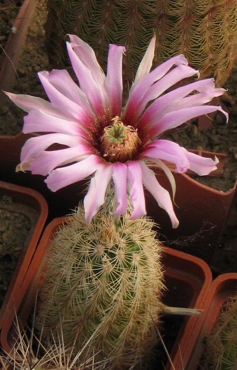 Echinocereus fitchii