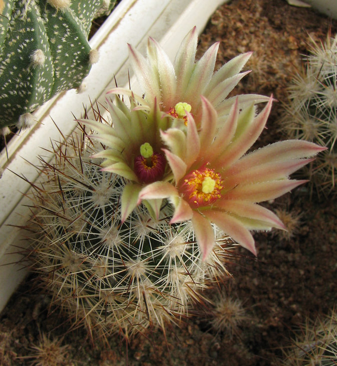 Escobaria bella