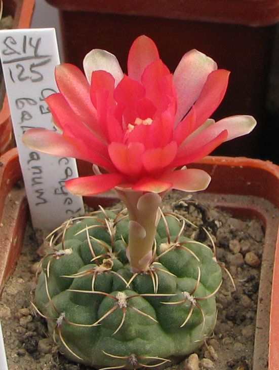 Gymocalycium baldianum день первый