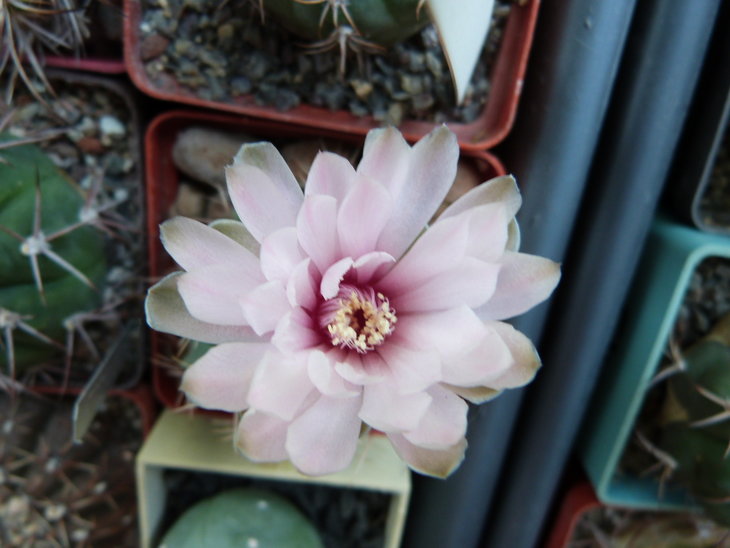 Gymnocalycium baldianum гибрид