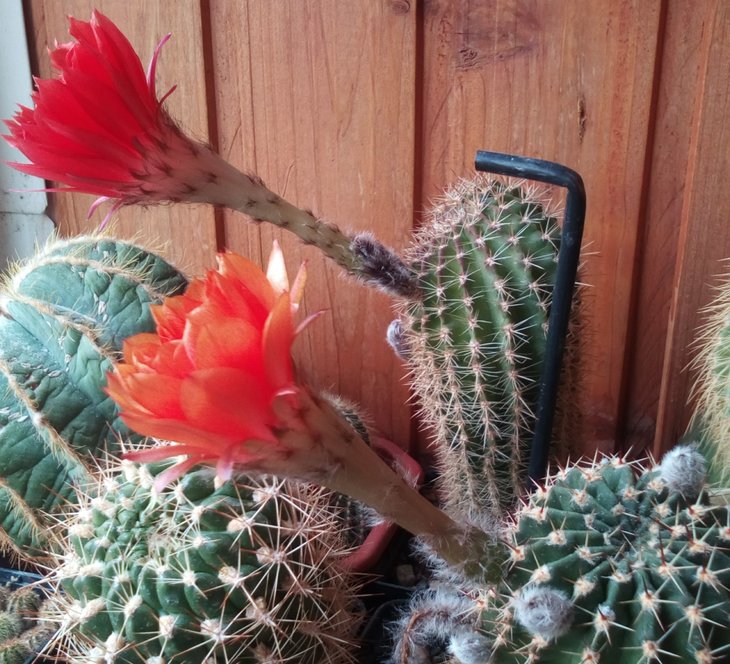 Echinopsis hybrid