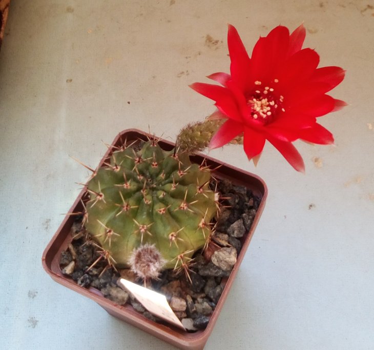Lobivia aurea v. dobeana WR527