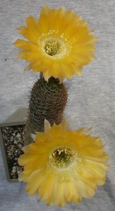 Lobivia sp.jpg