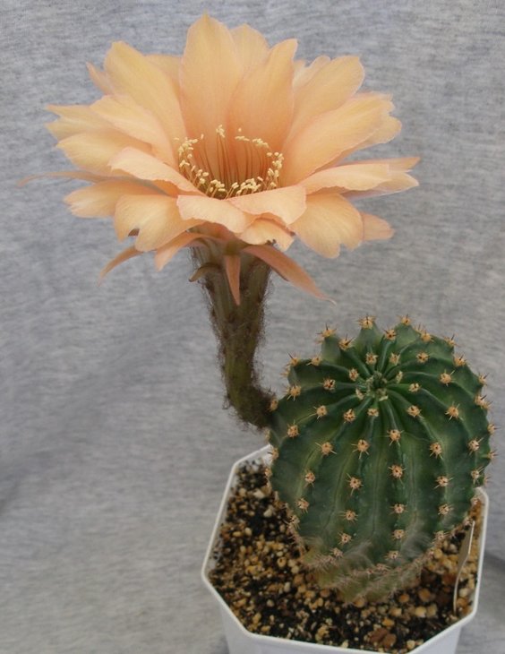 Echinopsis А 85.jpg